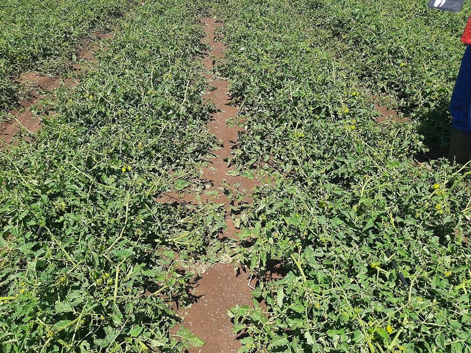 ΕΟΑΣΝΛ: Ζημιές σε 2.000 στρέμματα καλλιεργειών από το χαλάζι στα Φάρσαλα 